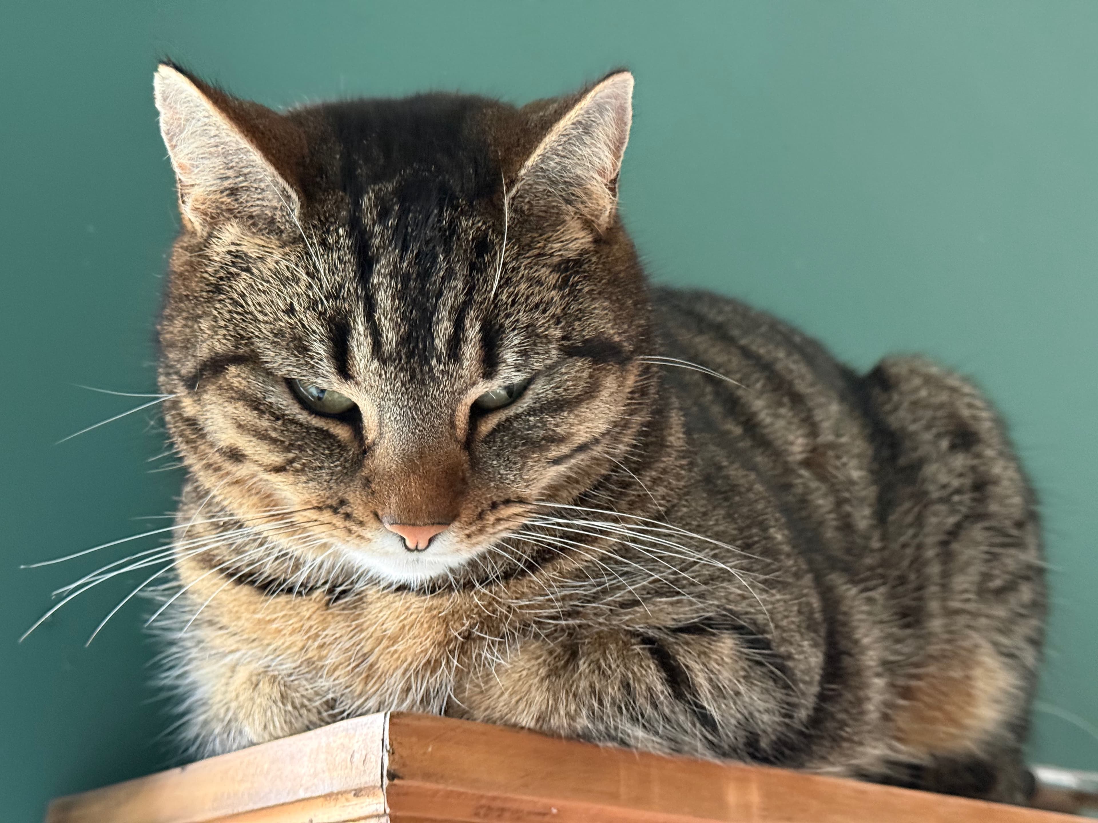 Unsere Katze